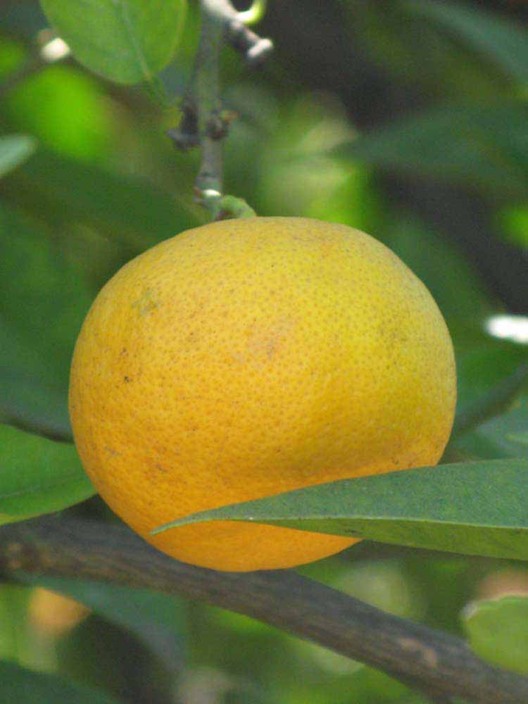            Fruit (Riverside, CA)   